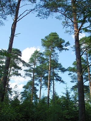 Wald in Döbra