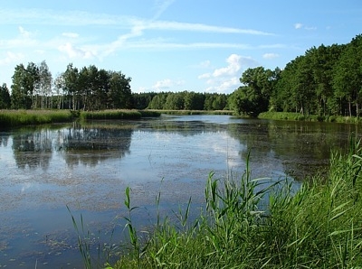 Wald Döbra