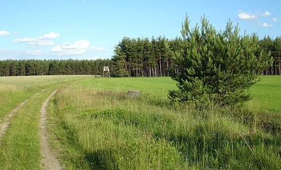 Wald