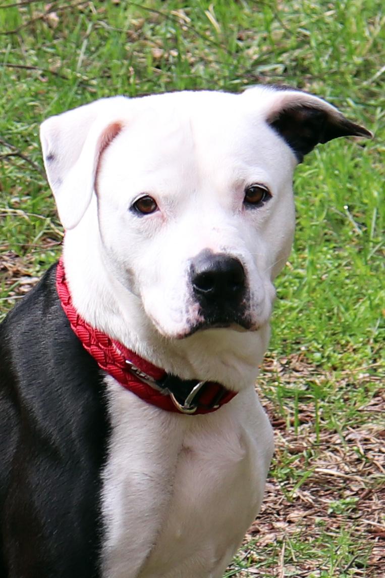 Kimba - 29289 Kimba - 29289