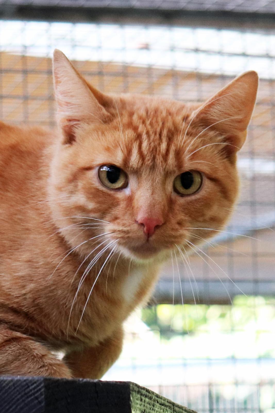Garfield - 29768 Garfield - 29768