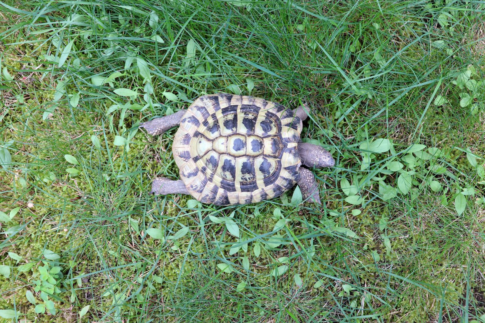 Schildi Schildi