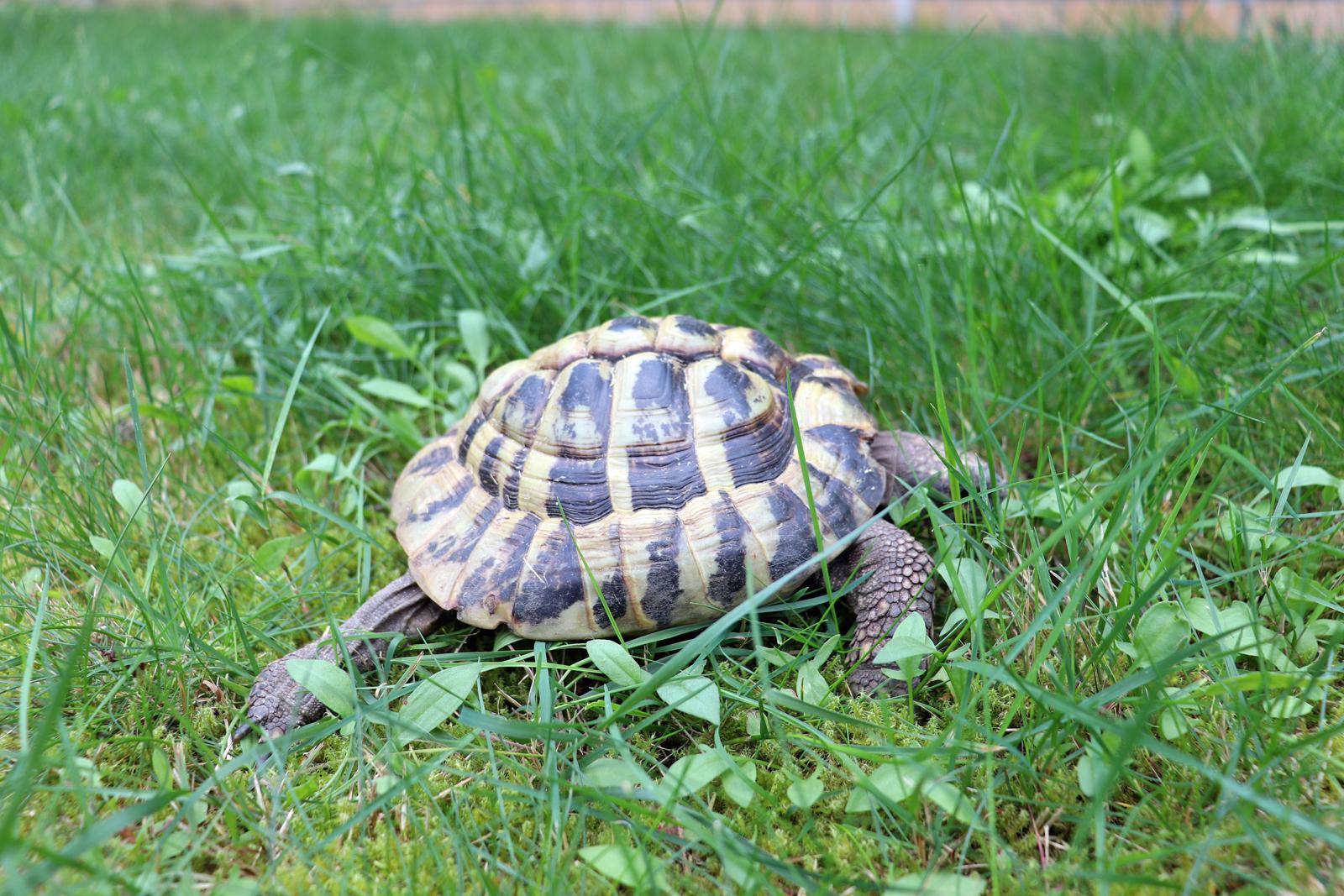 Schildi Schildi