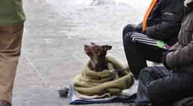 obdachlose-mit-hund-in-der-city_soziale-hilfe