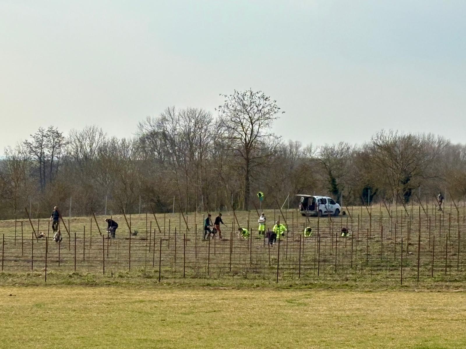 Insgesamt wurden etwa 4.000 Reben auf den insektenfreundlichen Teil des Weinberges St. Bruno gebracht.