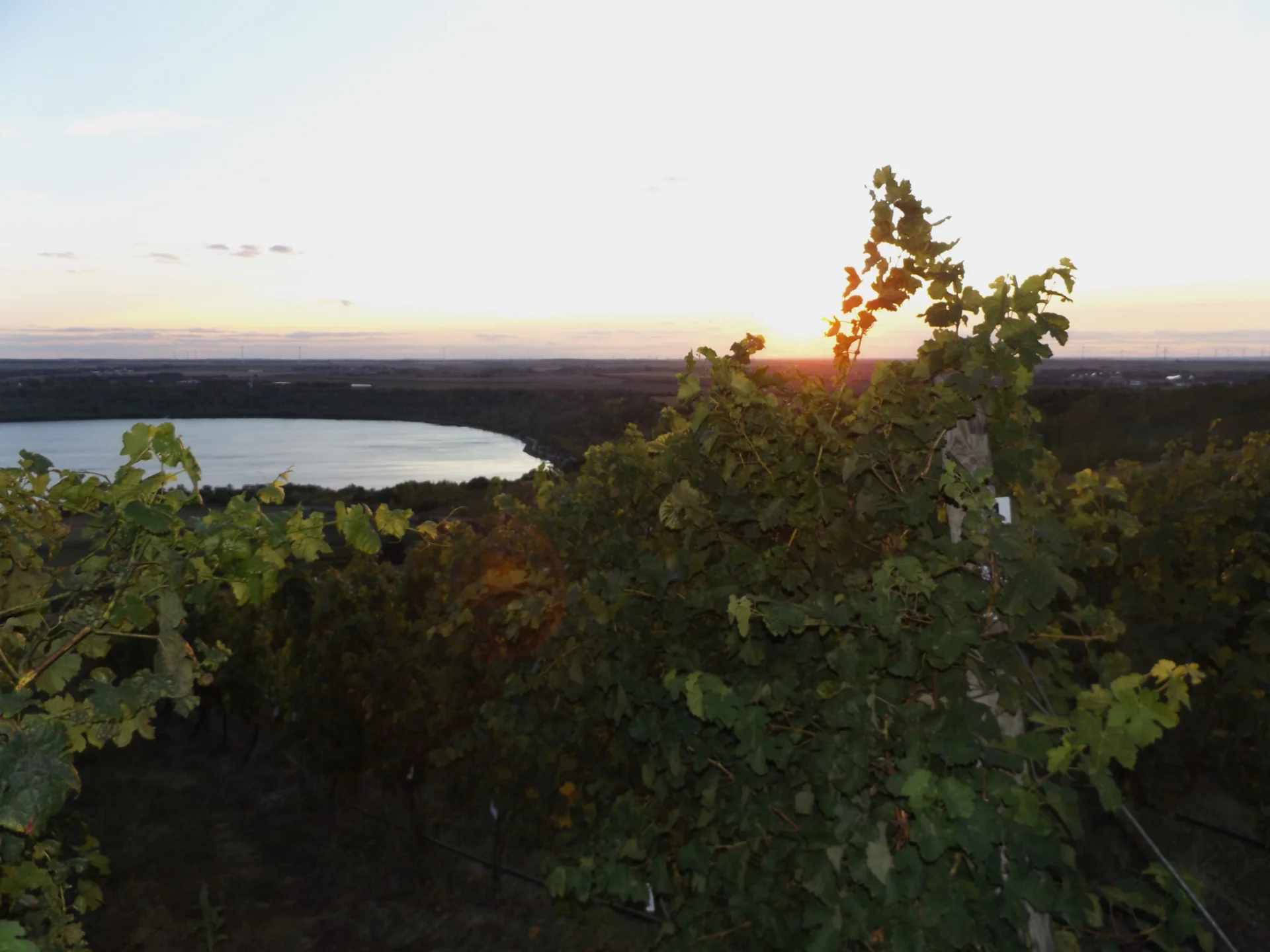 Weinberg Goldener Steiger