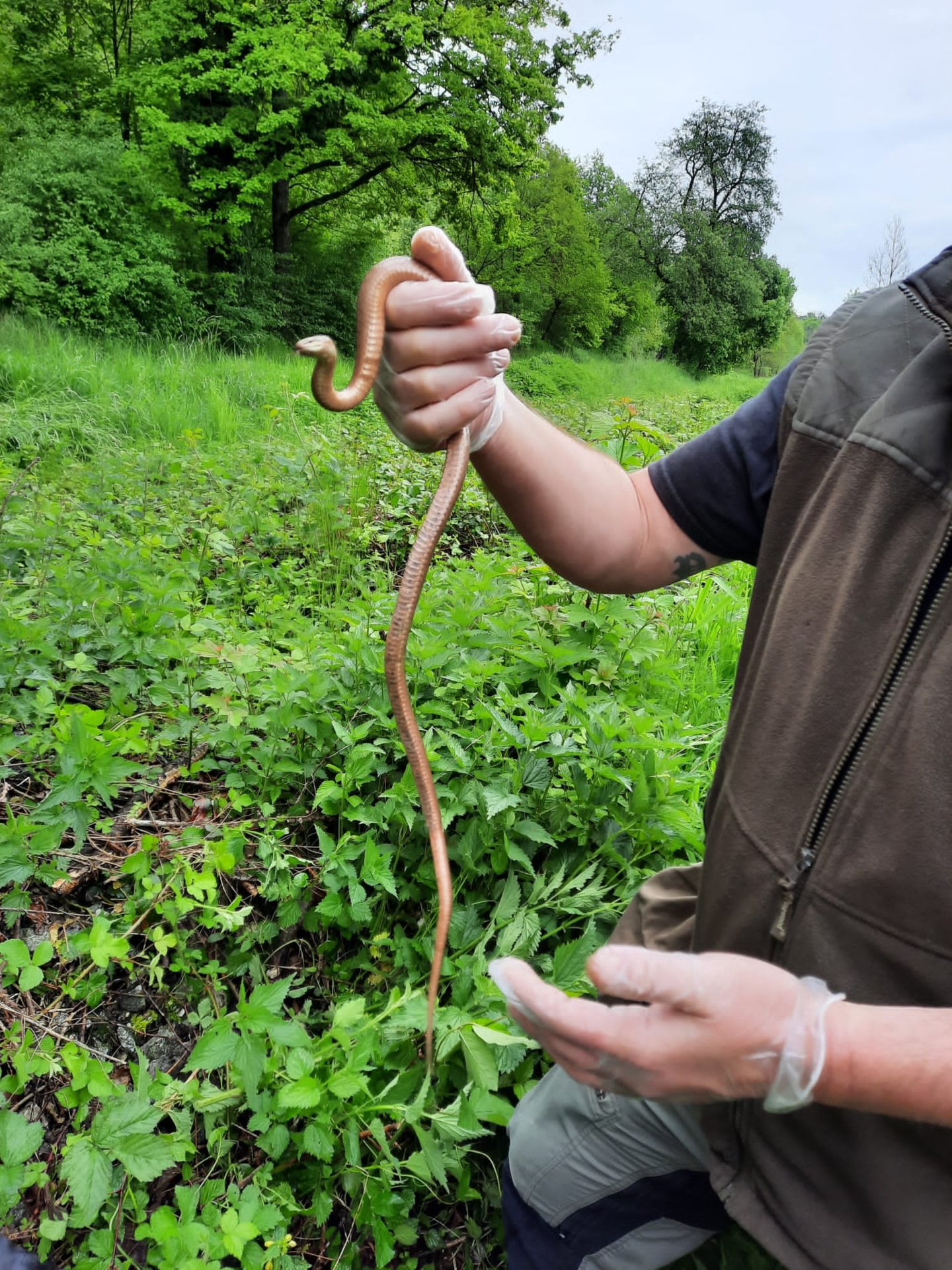 Coronella_austriaca_Schlingnatter