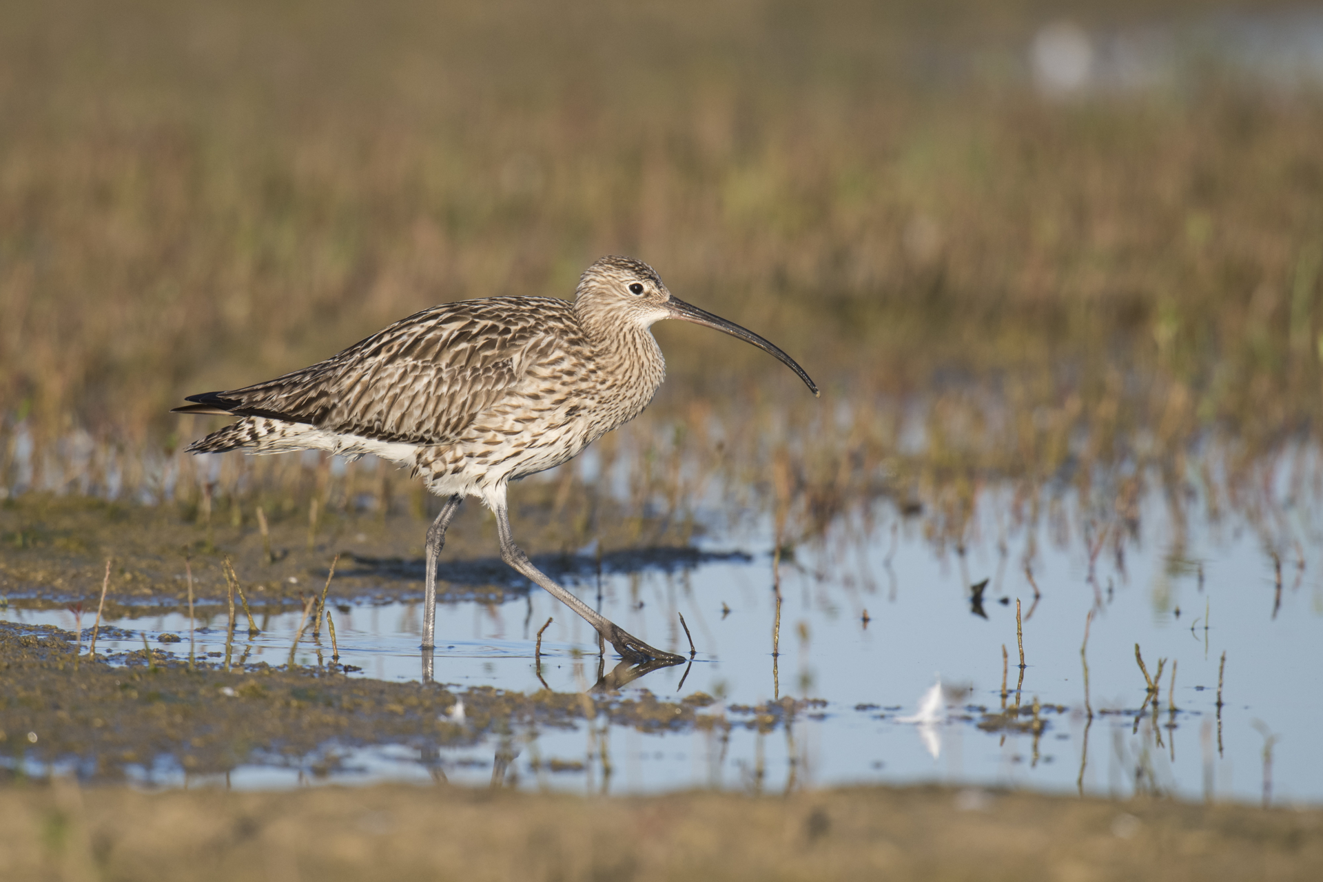 Numenius arquata_Grosser_Brachvogel_Baumgartner