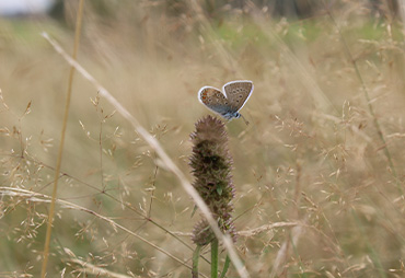 schmetterling