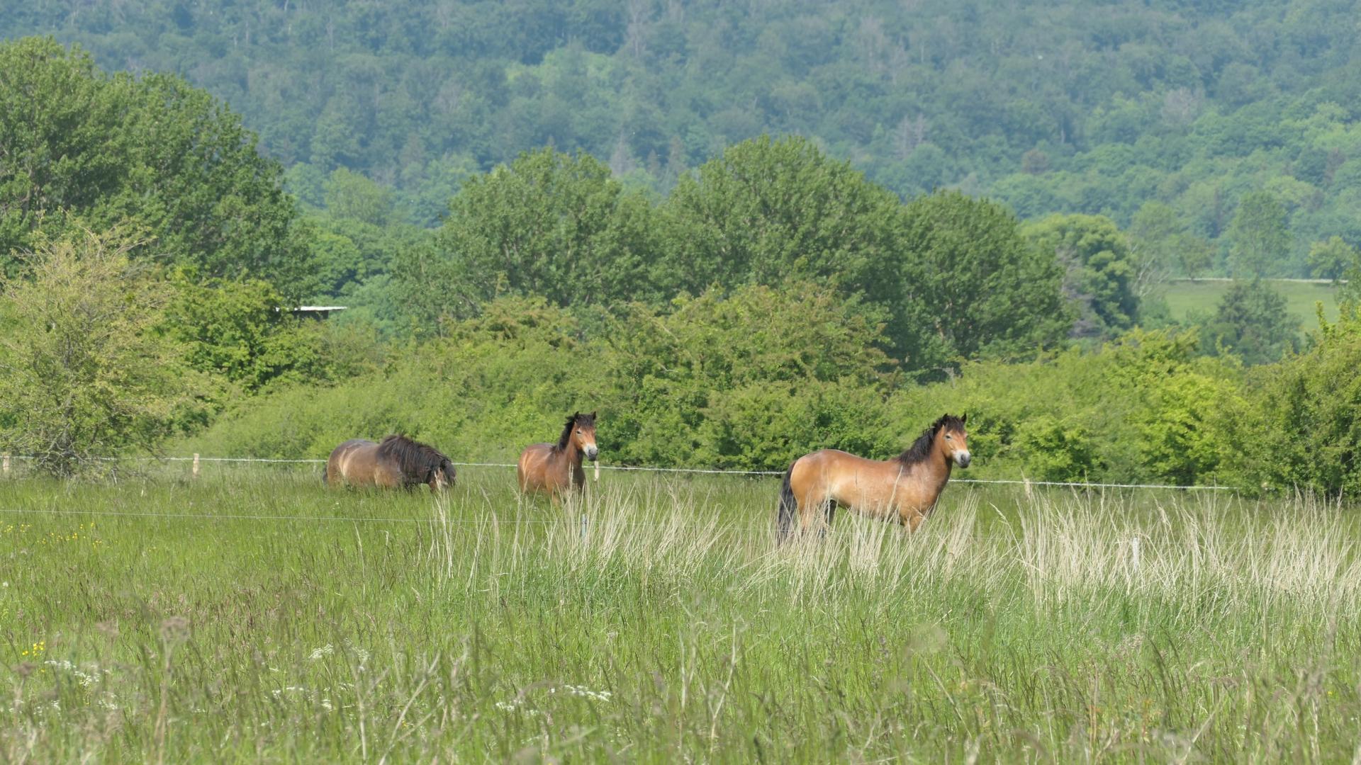Die ersten 3  Exmoor-Ponys