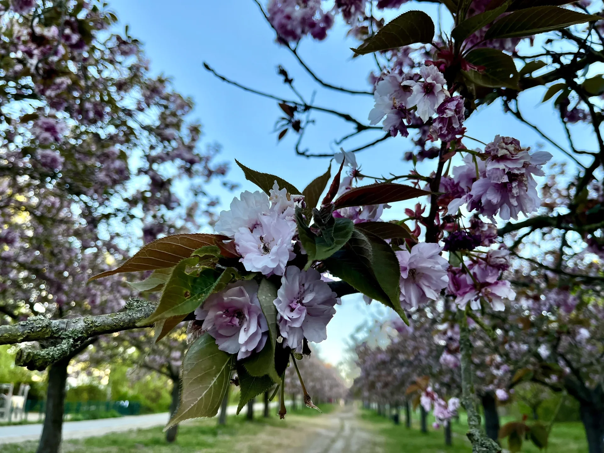 Kirschblüte 1.5.2026