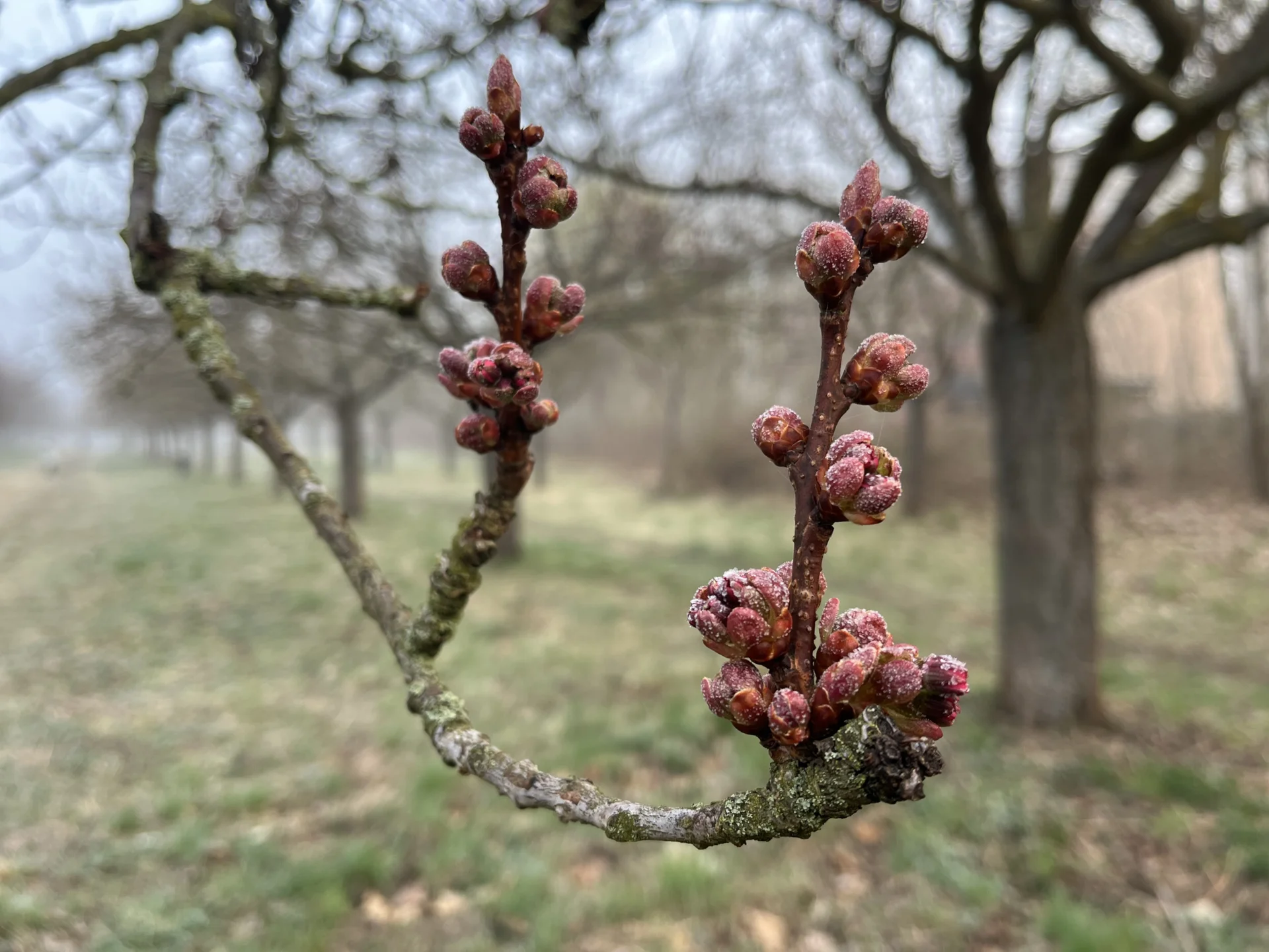 Kirschblüte 11.4.2026