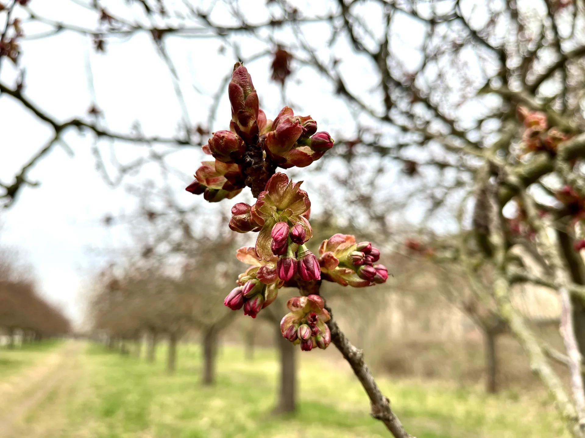 Kirschblüte 14.4.2026