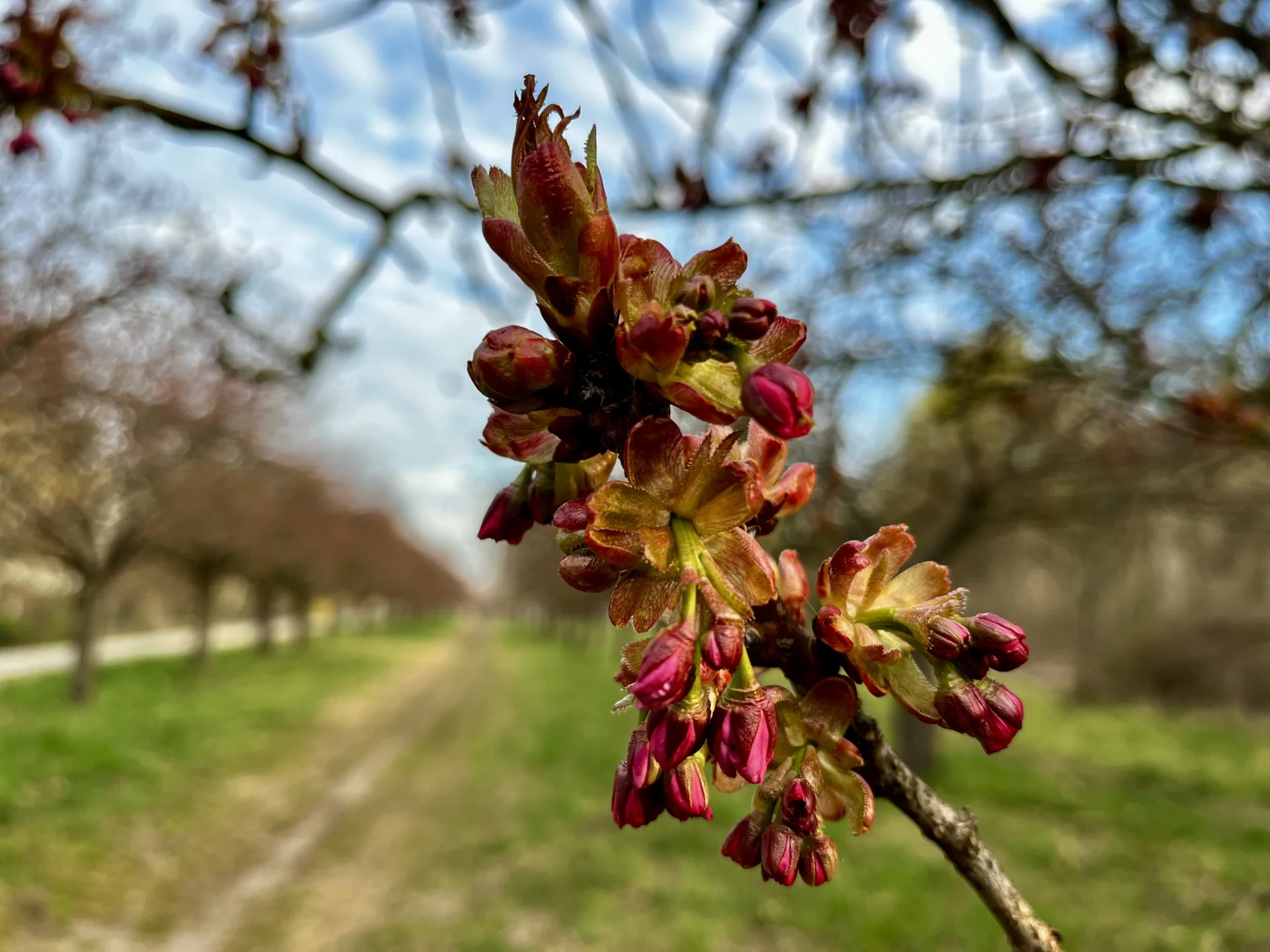 Kirschblüte 16.4.2026