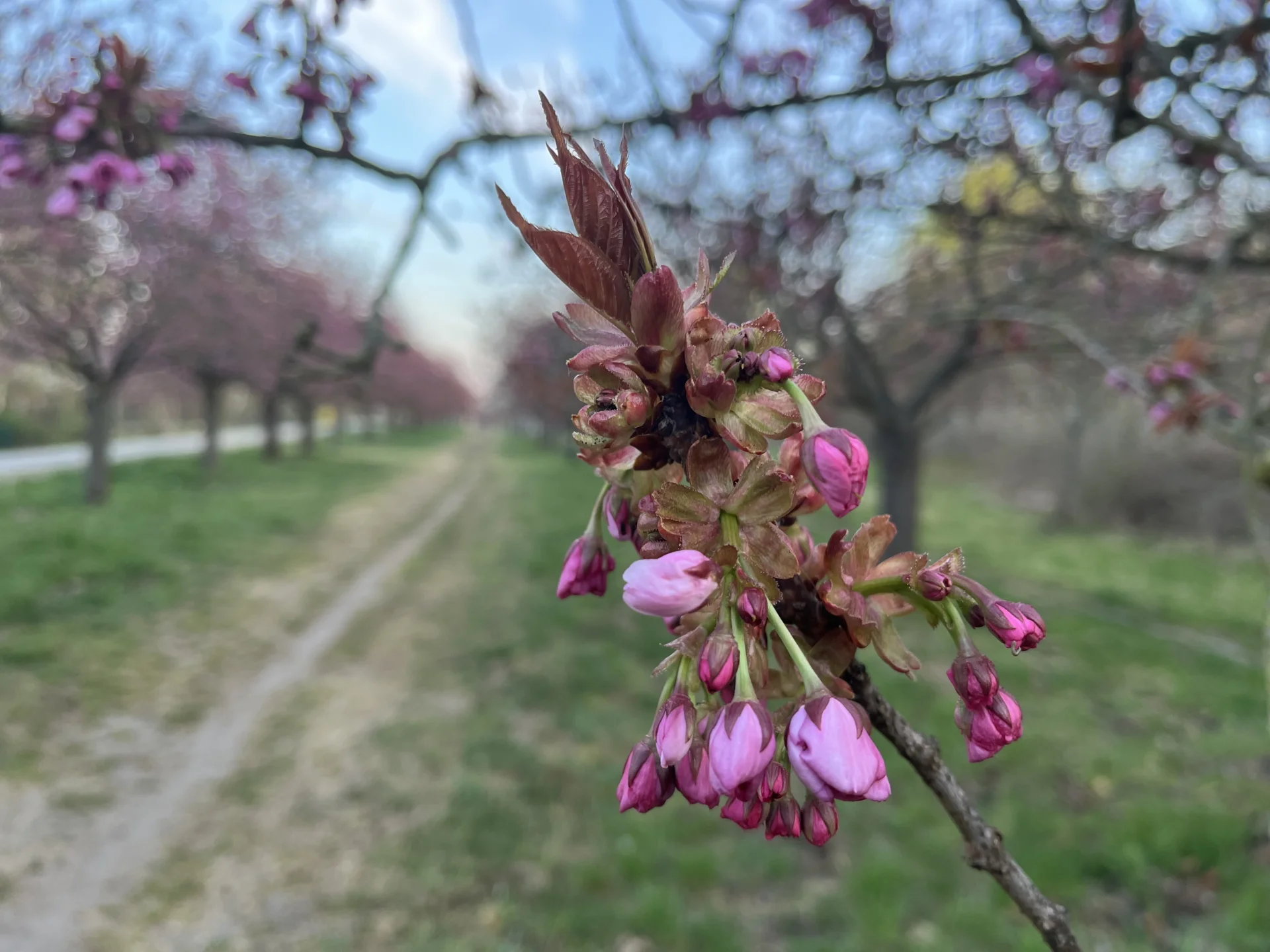Kirschblüte 18.4.2026