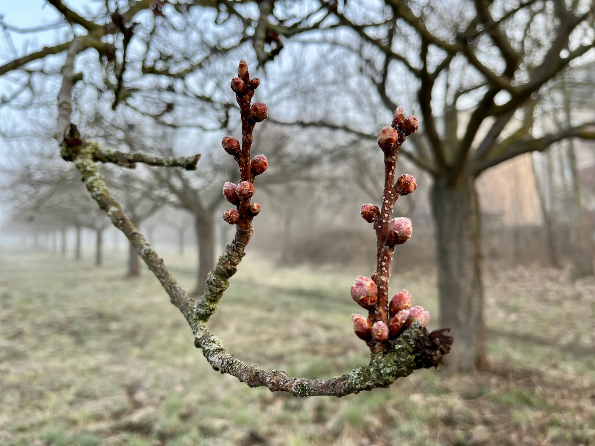 Kirschblüte 2.4.