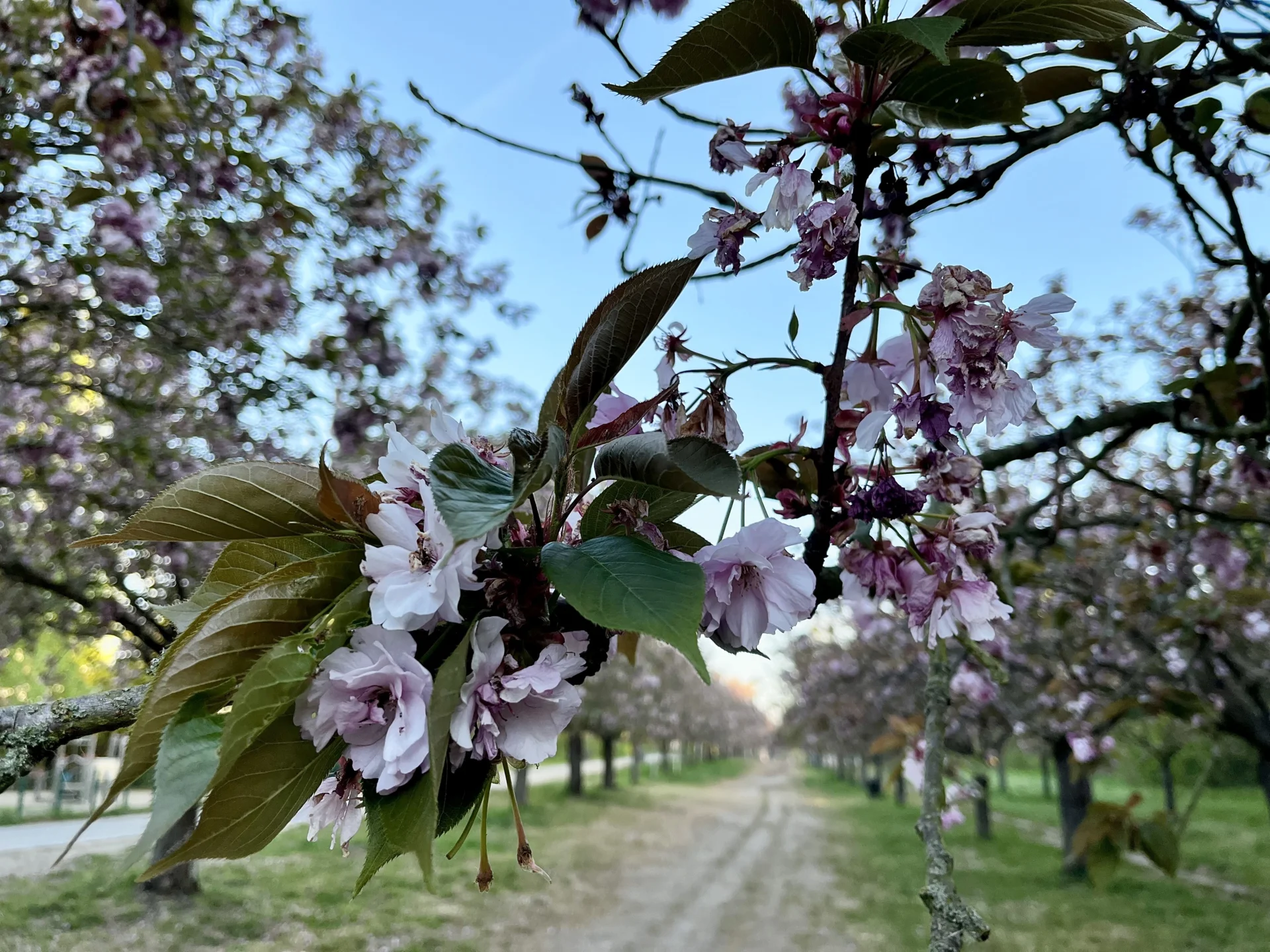 Kirschblüte 2.5.2026