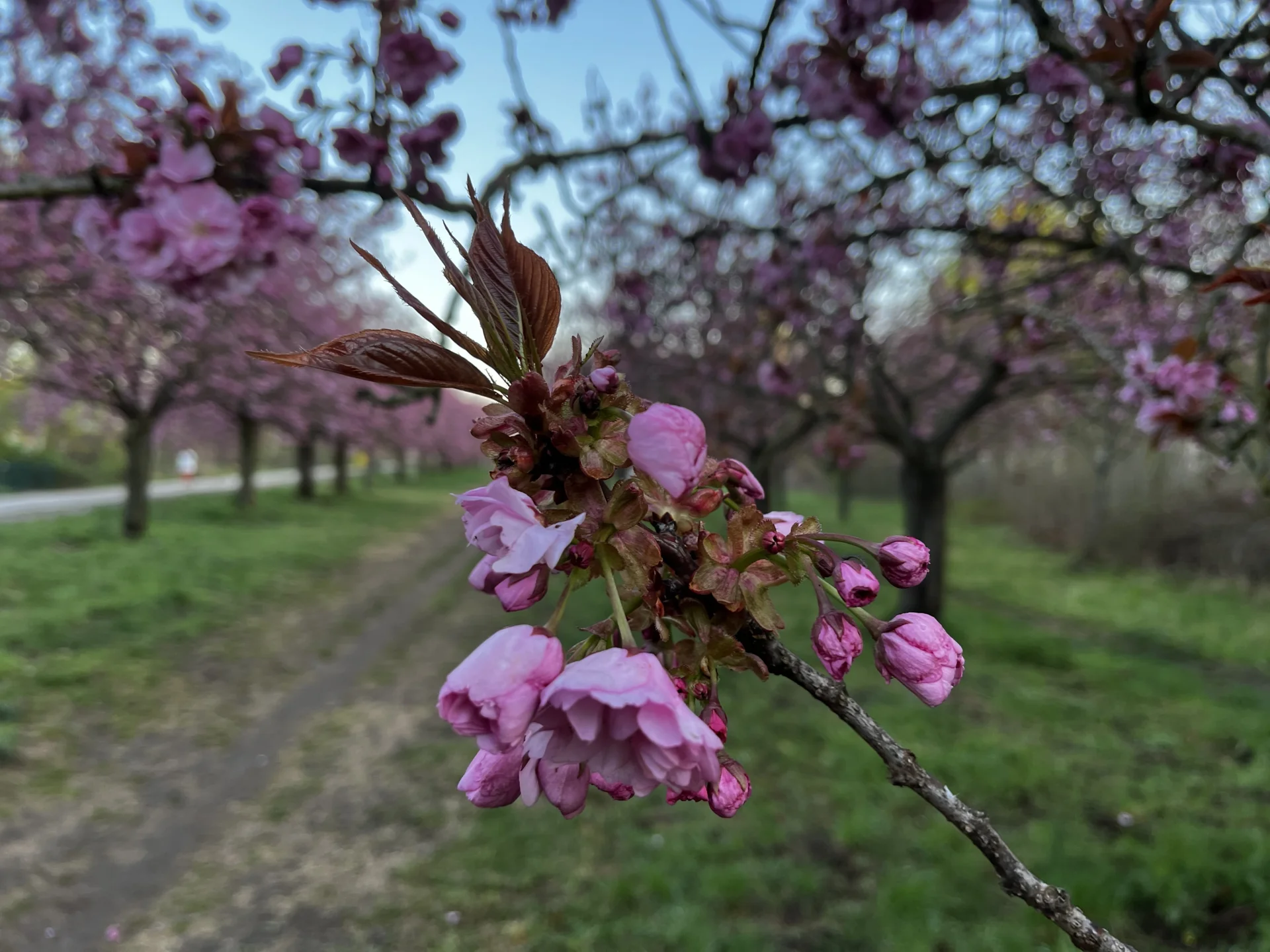 Kirschblüte 21.4.2026