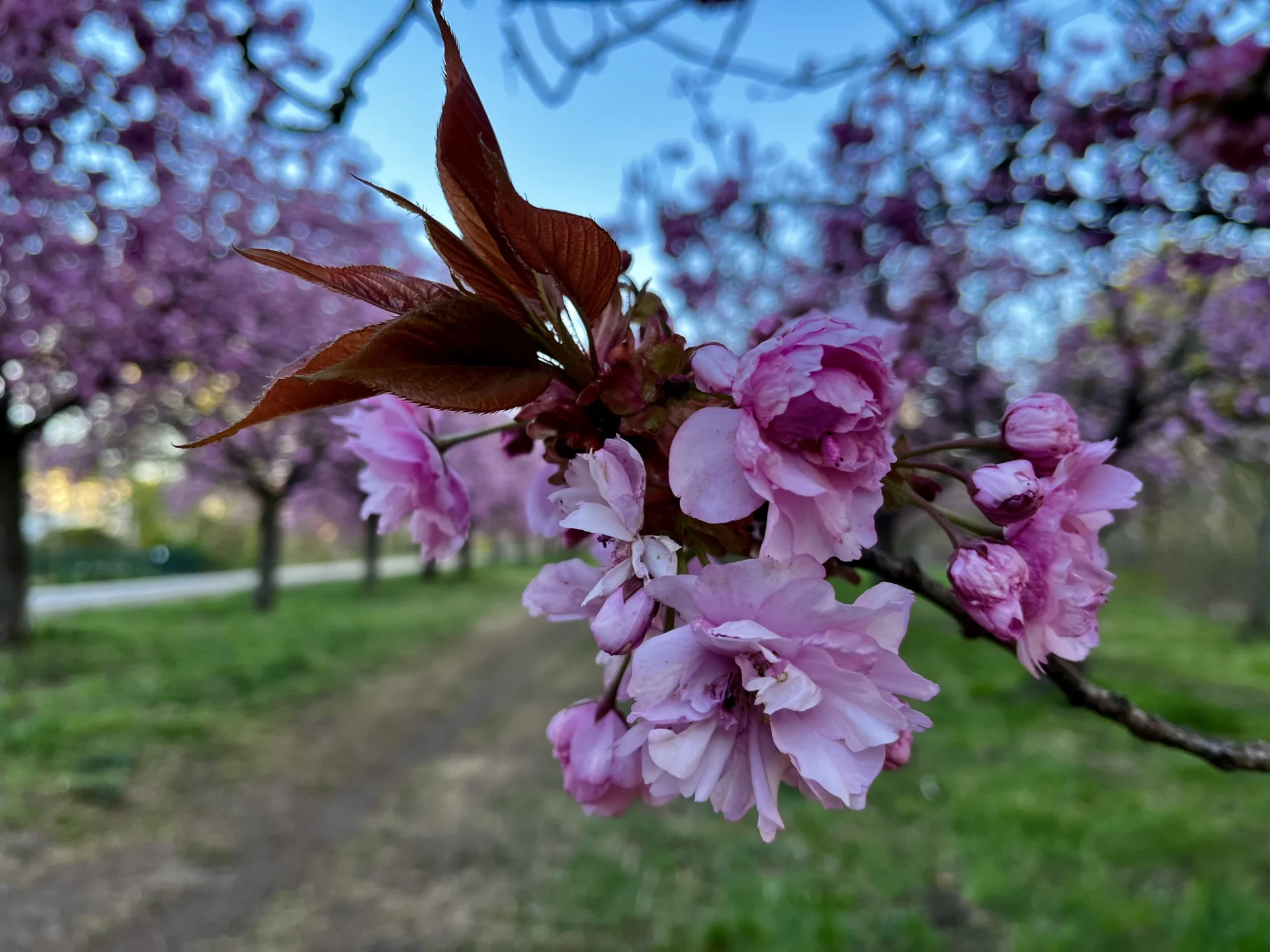 Kirschblüte 23.4.2026