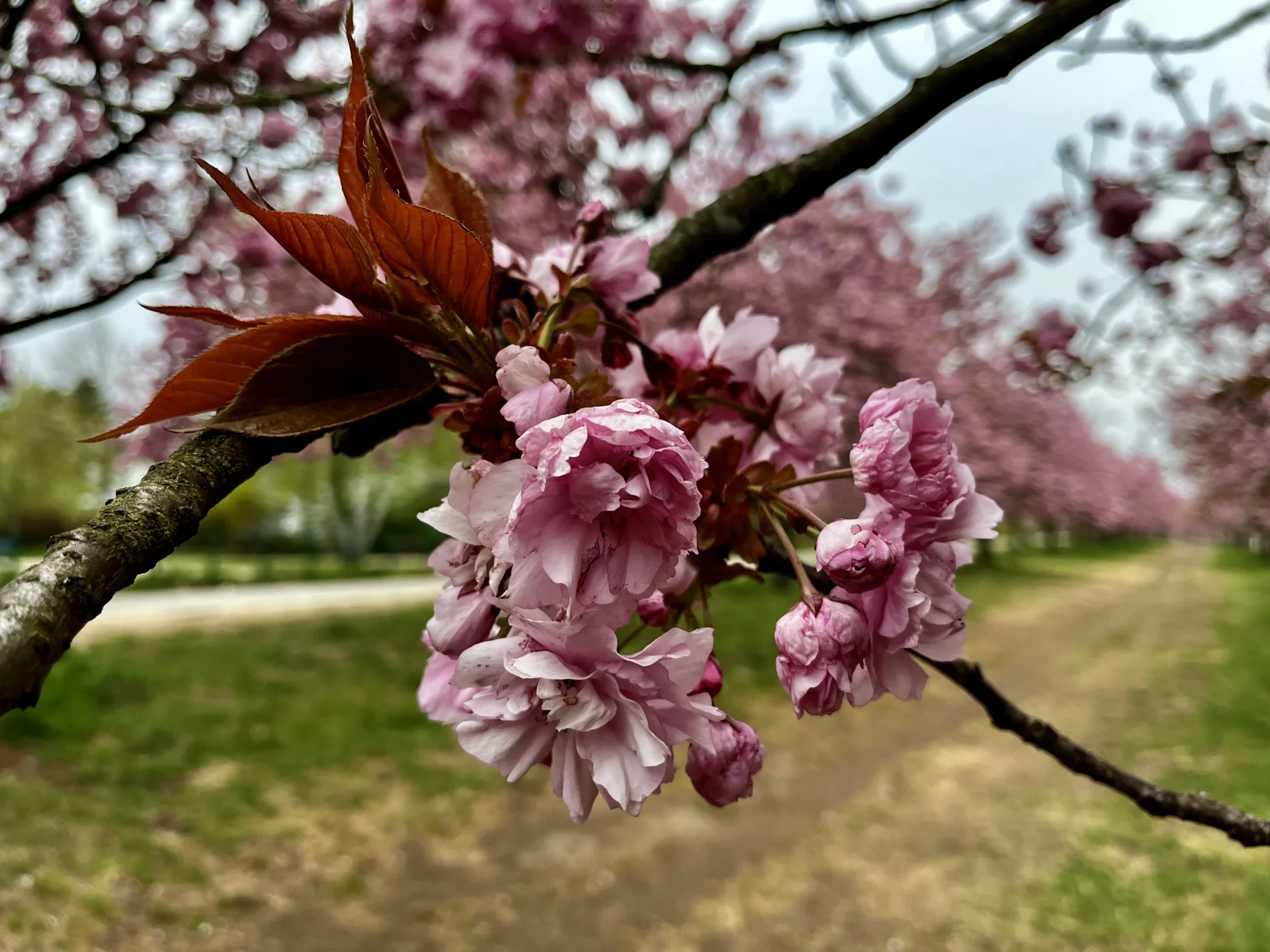 Kirschblüte 24.4.2026