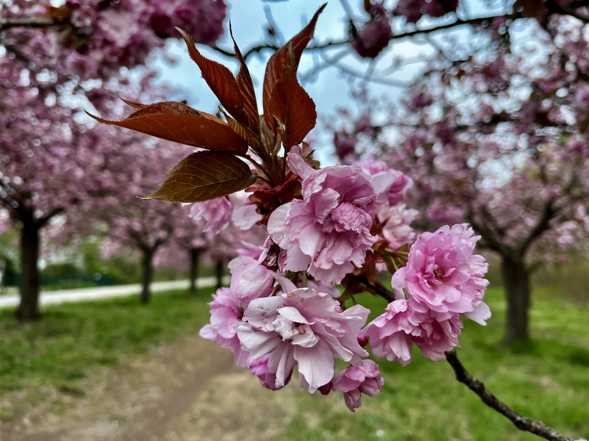 Kirschblüte 25.4.2026