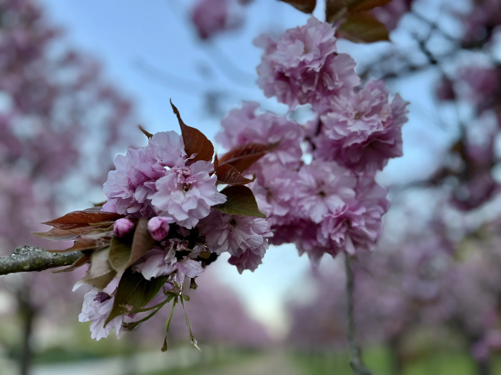 Kirschblüte 26.4.2026