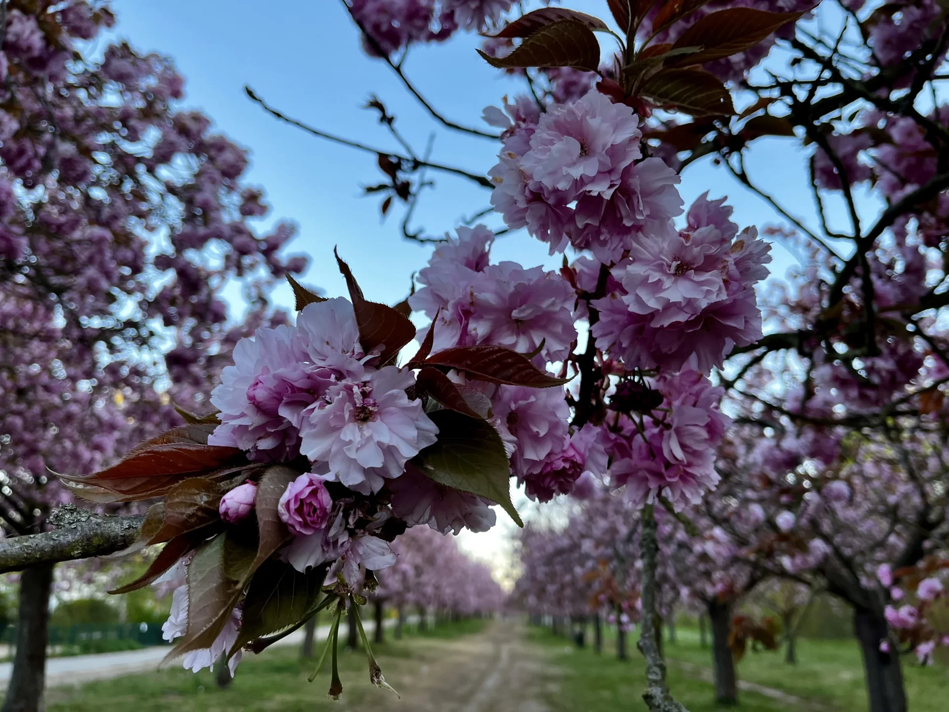 Kirschblüte 27.4.2026