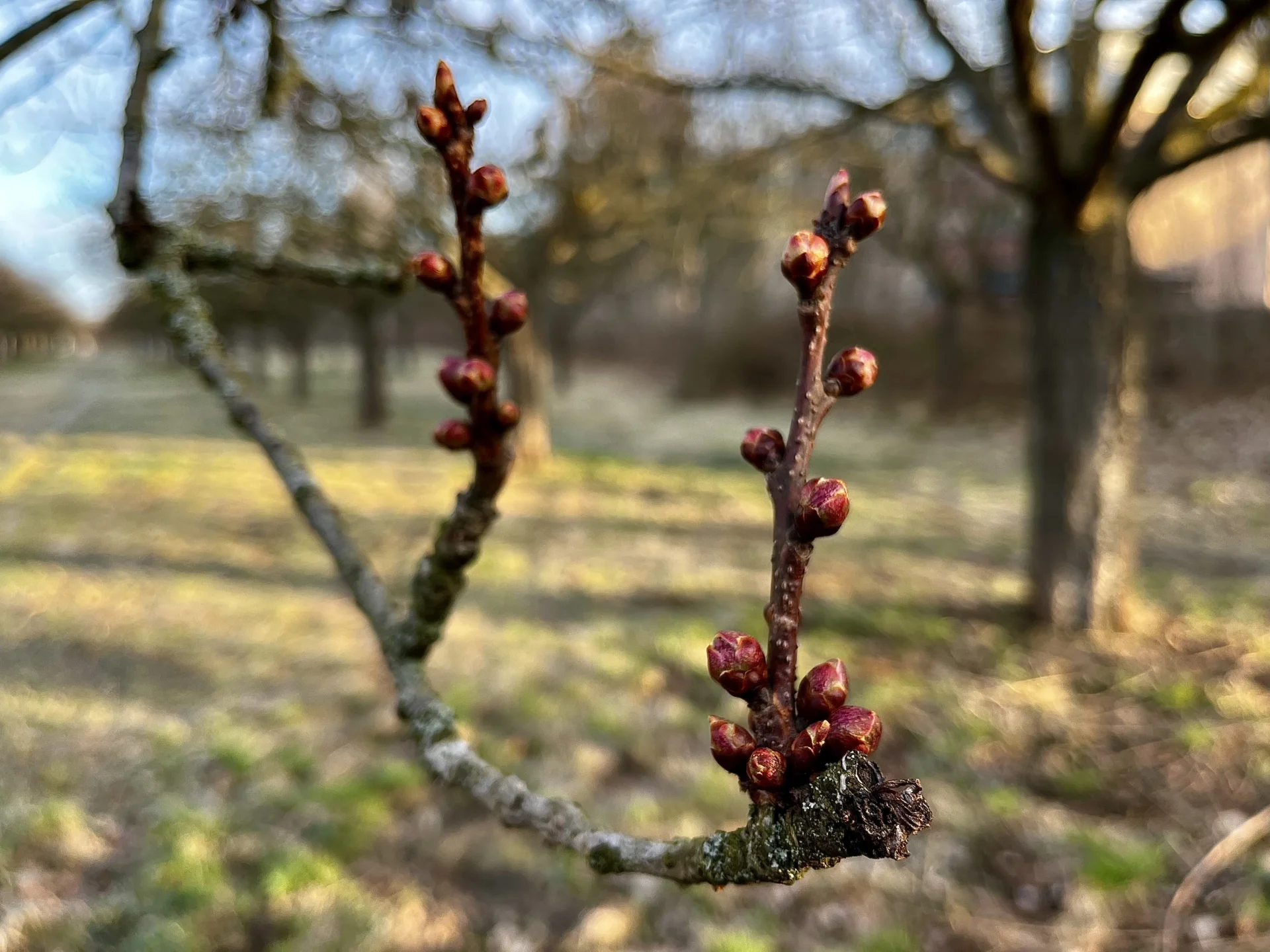 Kirschblüte 28.3.