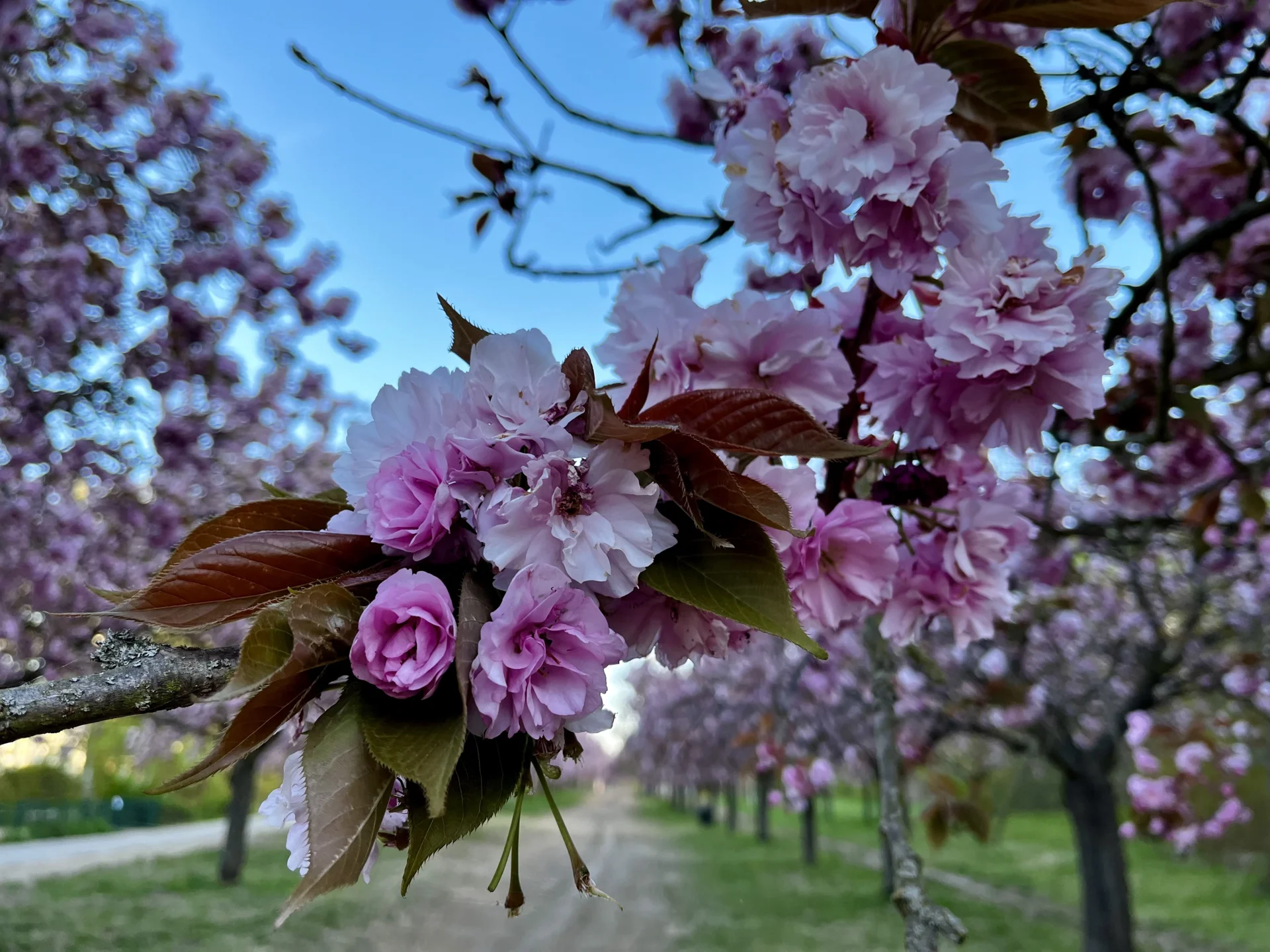 Kirschblüte 28.4.2026