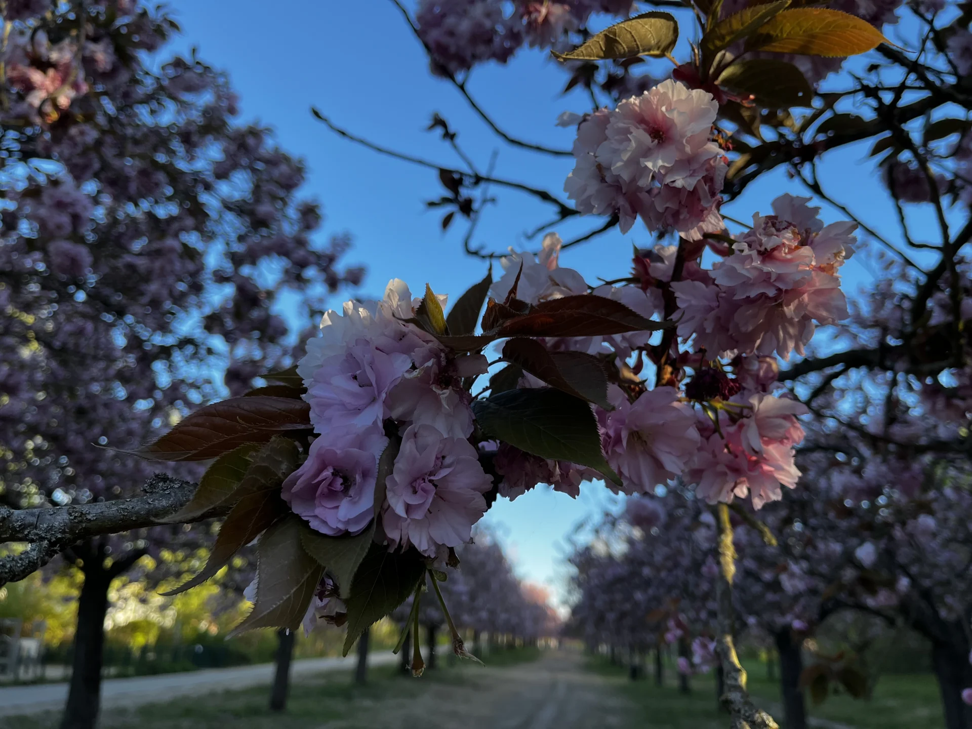 Kirschblüte 29.4.2026