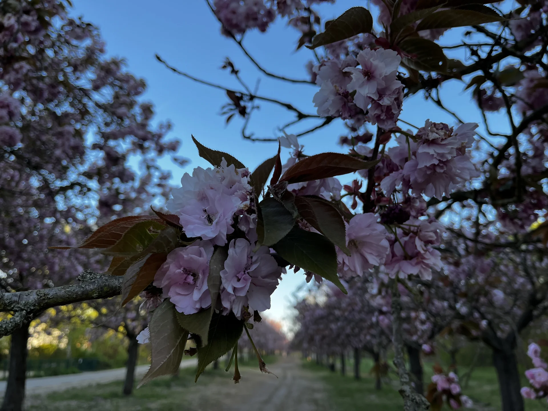 Kirschblüte 30.4.2026