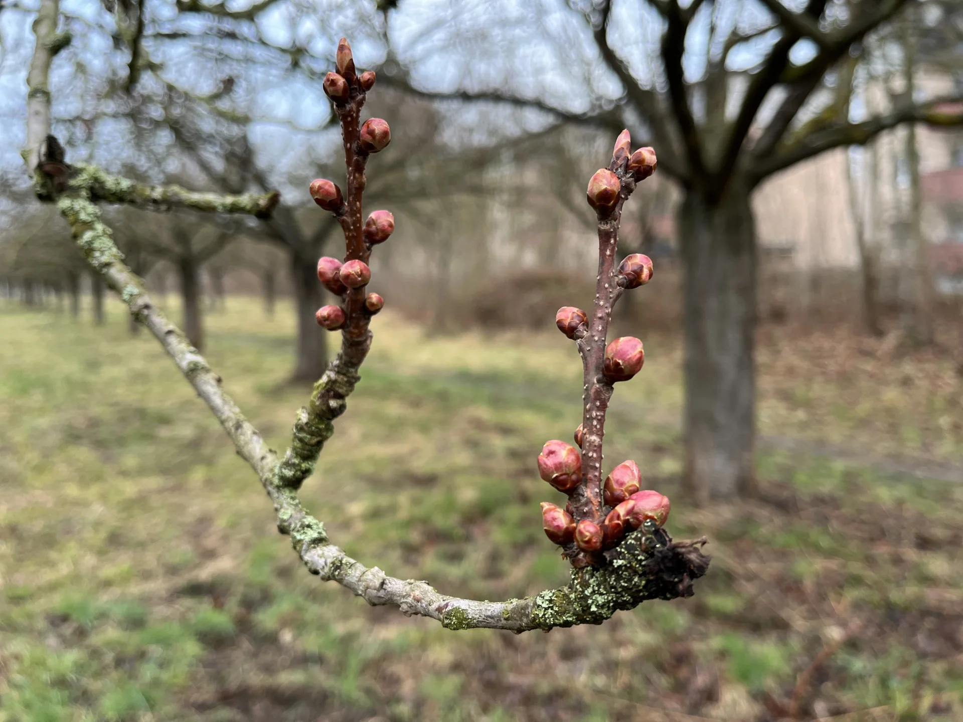 Kirschblüte 31.3.