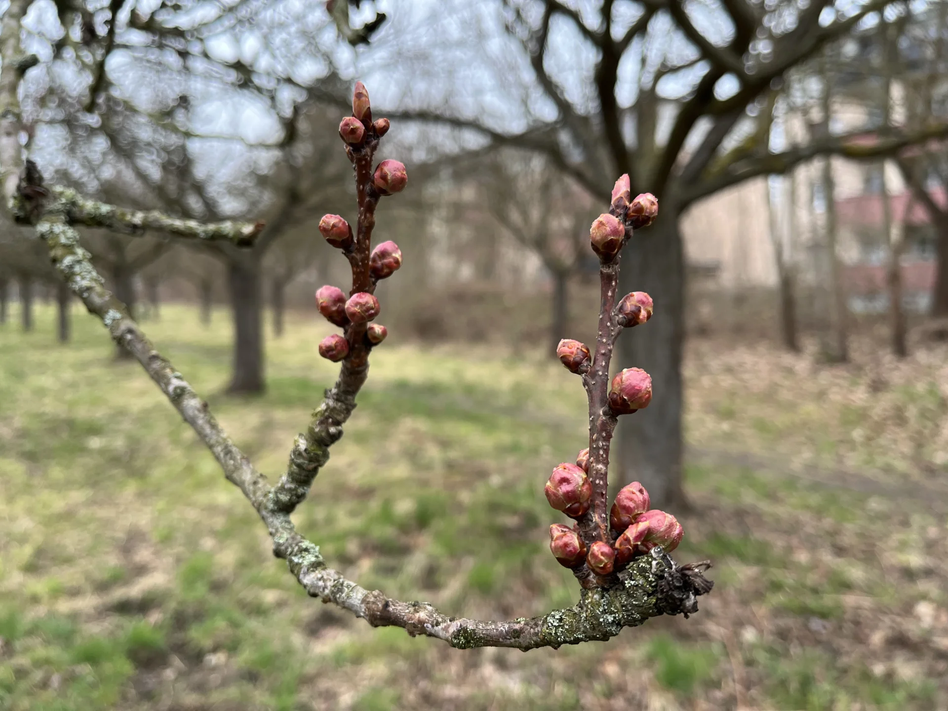 Kirschblüte 4.4.