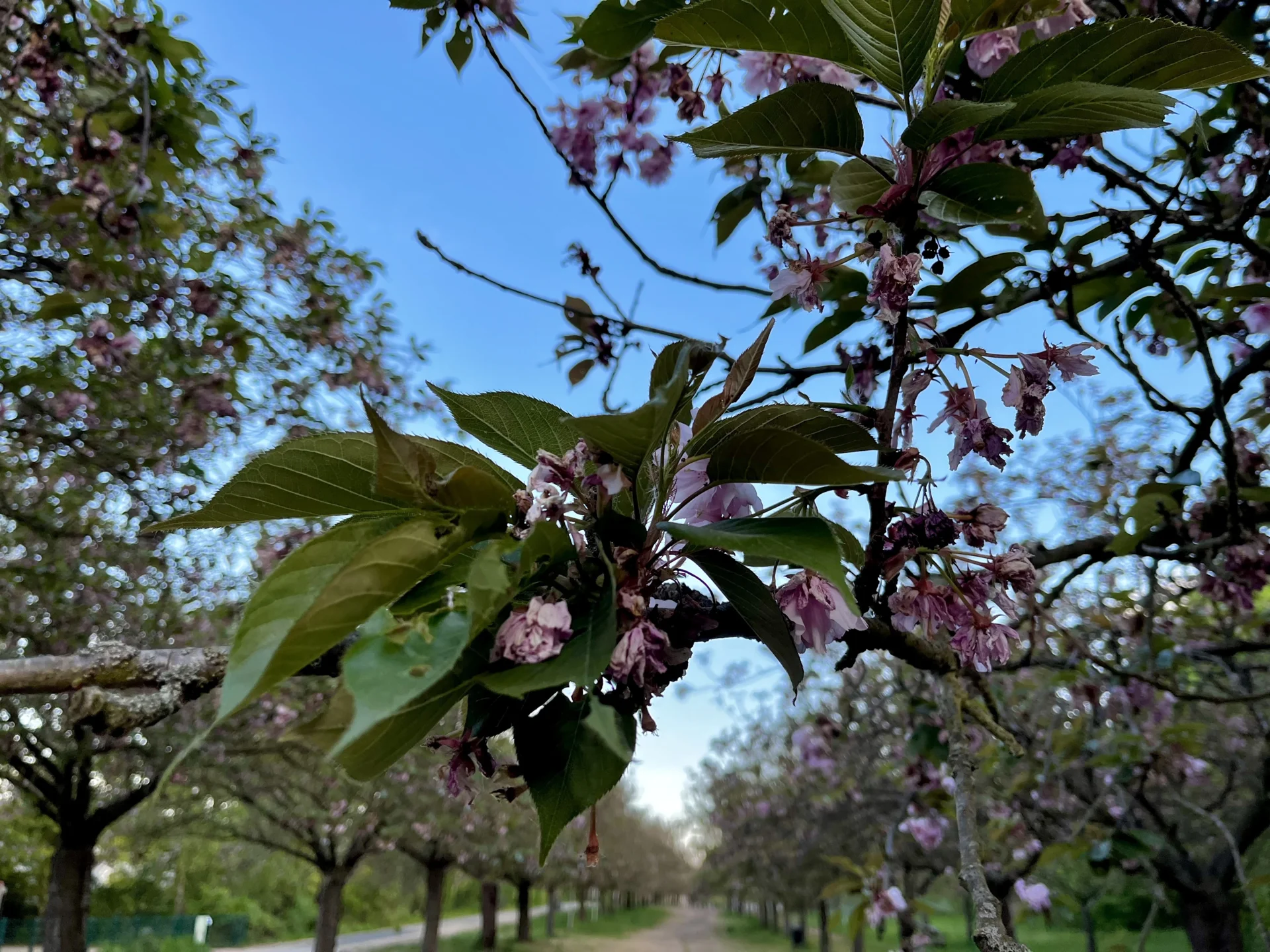 Kirschblüte 4.5.2026