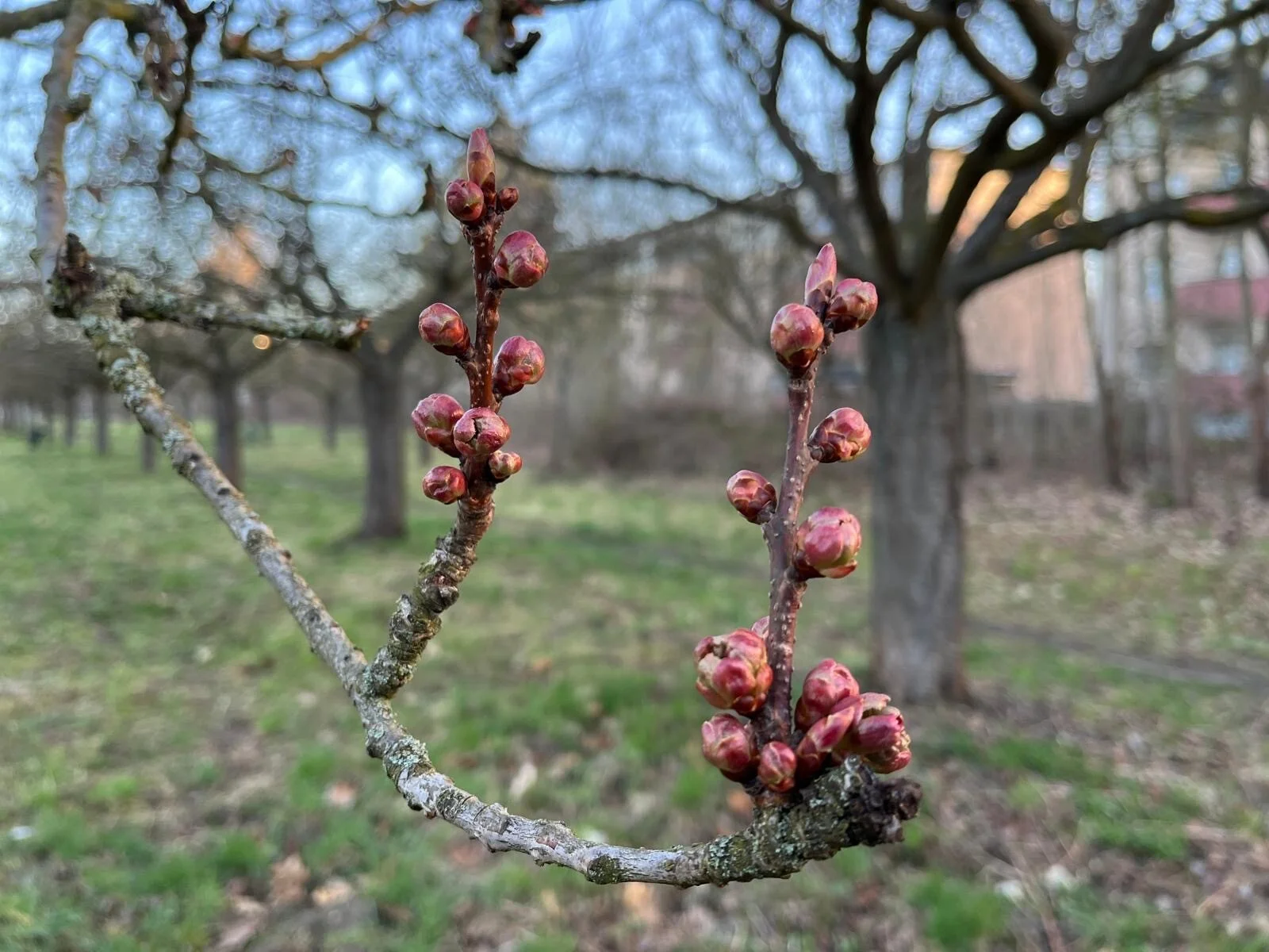 Kirschblüte 7.4.
