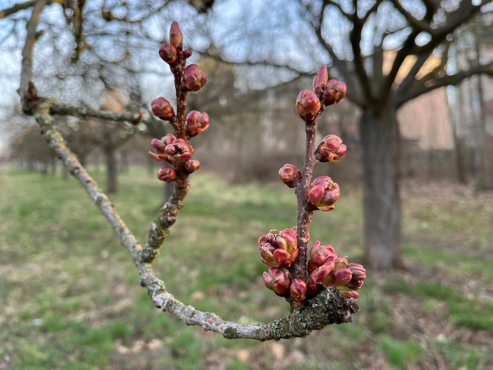 Kirschblüte 9.4.2026