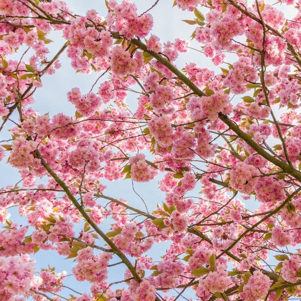 Kirschblüten
