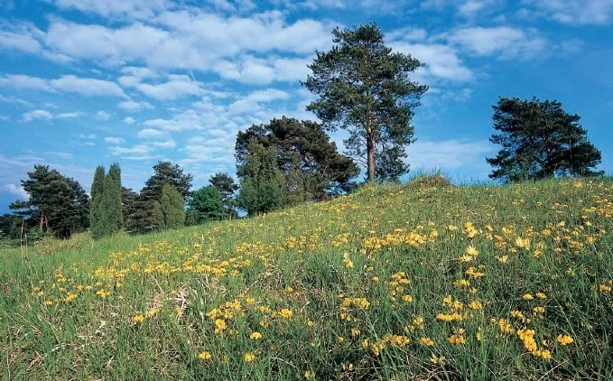Grasbewachsene Wiese mit gelben Blumen und mehreren Kiefern unter blauem Himmel mit Wolken