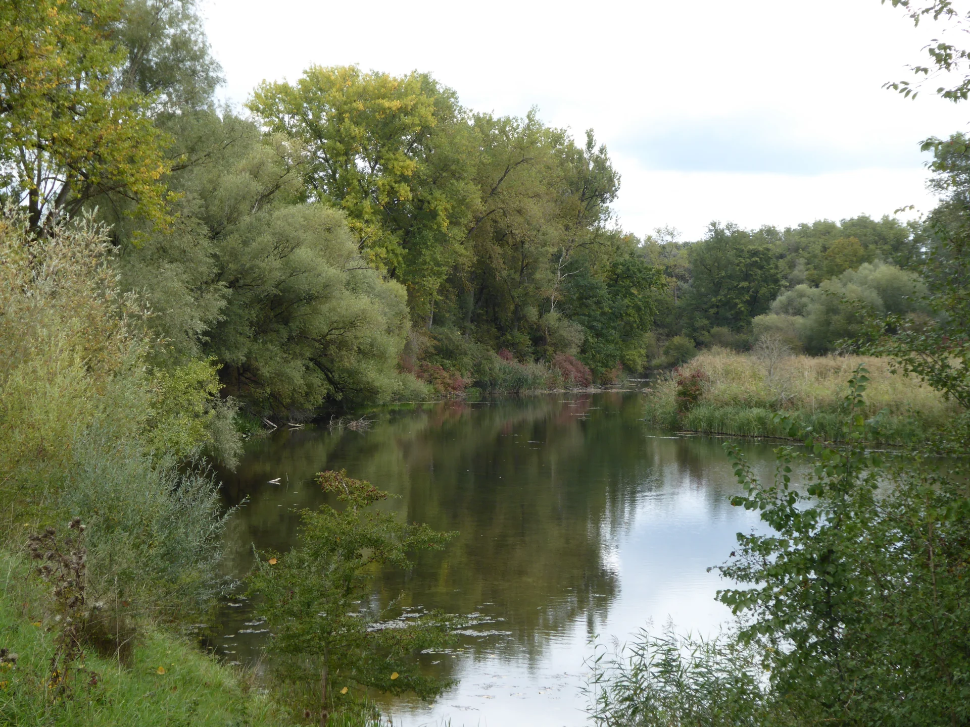 Fluss mit ruhigem Wasser, umgeben von dichtem, grünem Laubwald