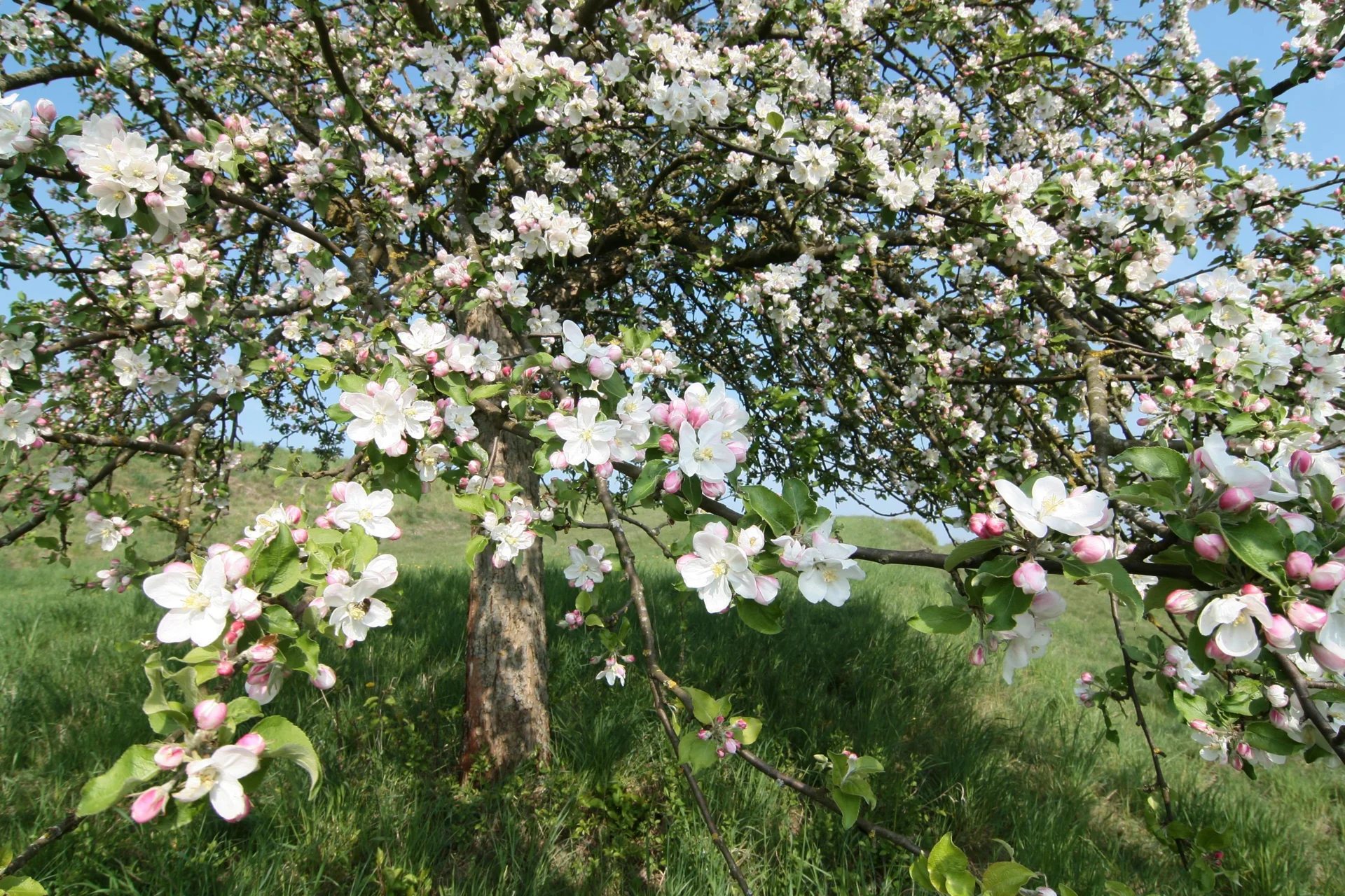 Blühender Baum mit weißen Blüten vor blauem Himmel