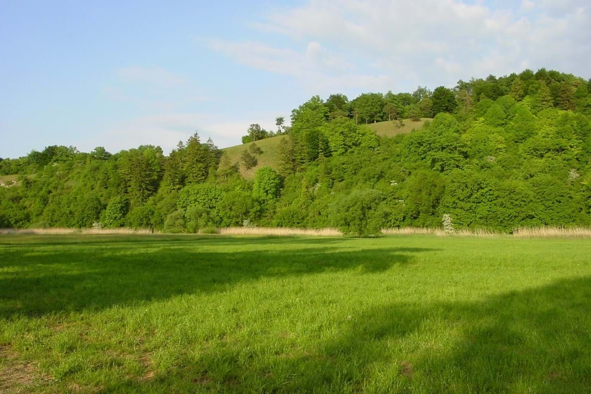 Grüne Wiese im Vordergrund mit bewaldetem Hügel und blauem Himmel im Hintergrund
