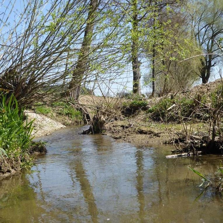 Flacher Bach mit klarem Wasser, umgeben von Büschen und Bäumen an einem sonnigen Tag