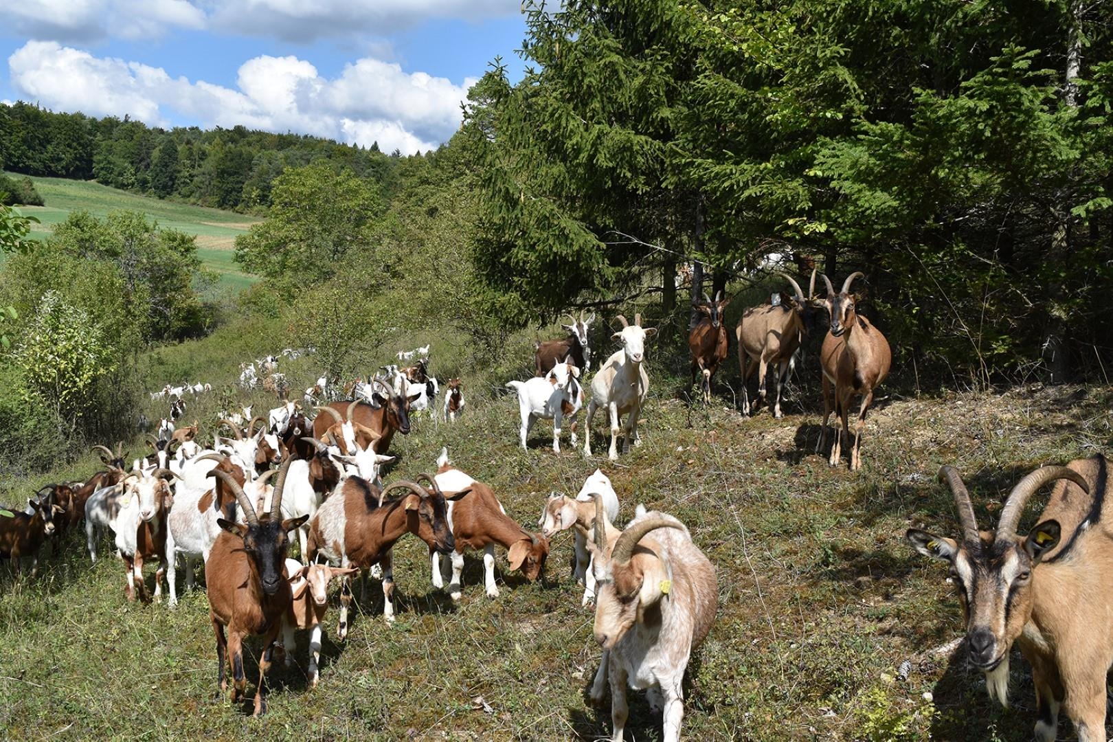 Ziegenherde auf einer grasbewachsenen Anhöhe mit Bäumen im Hintergrund