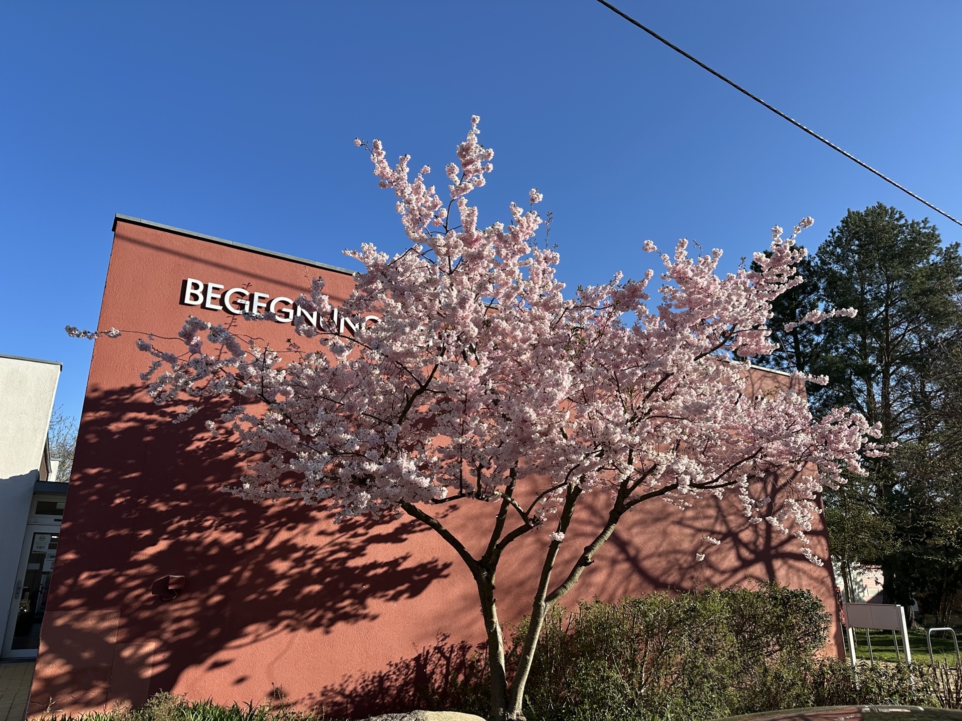 Baum