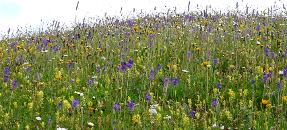 1-4Blumenwiese
