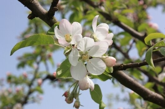 Apfel.Birne.Berge