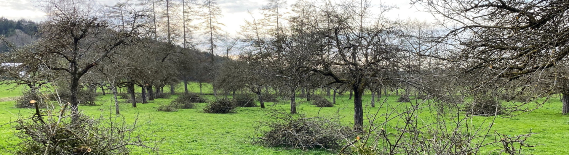 Obstbaumschnitt Teisendorf