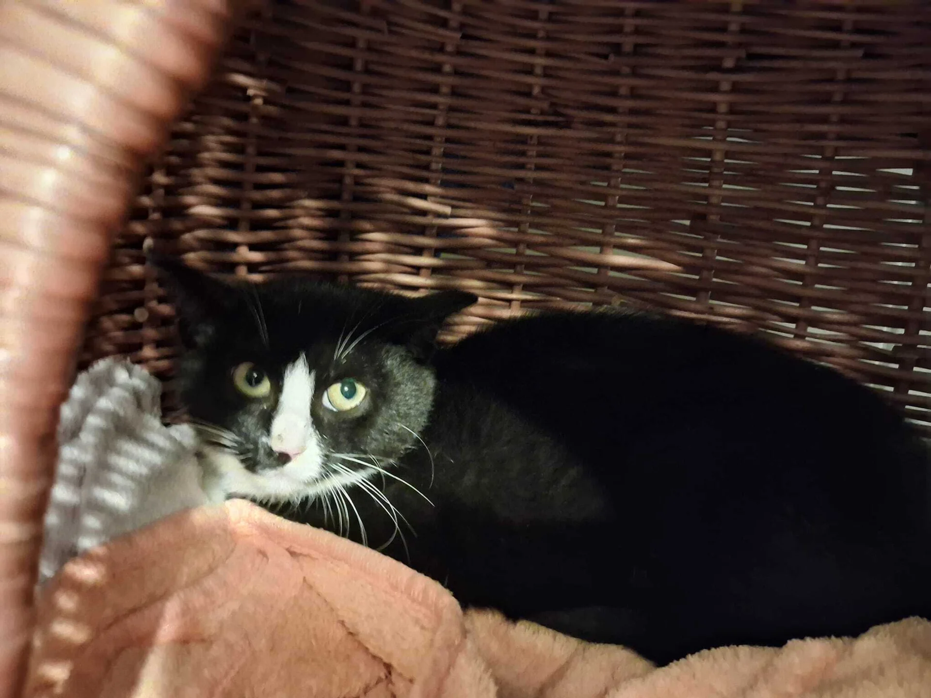 Fiona – Tierheim Leisnig
