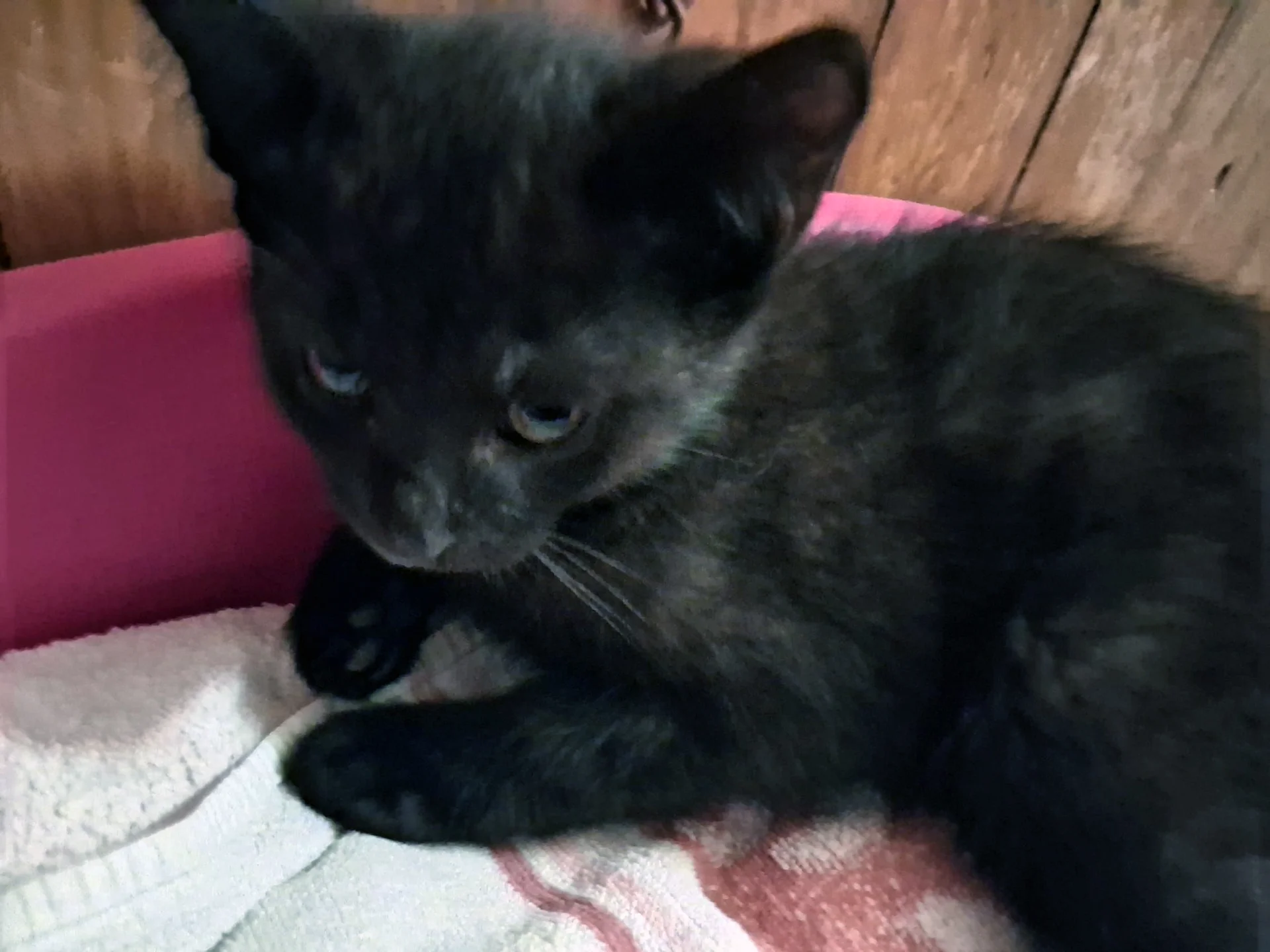 Frieda