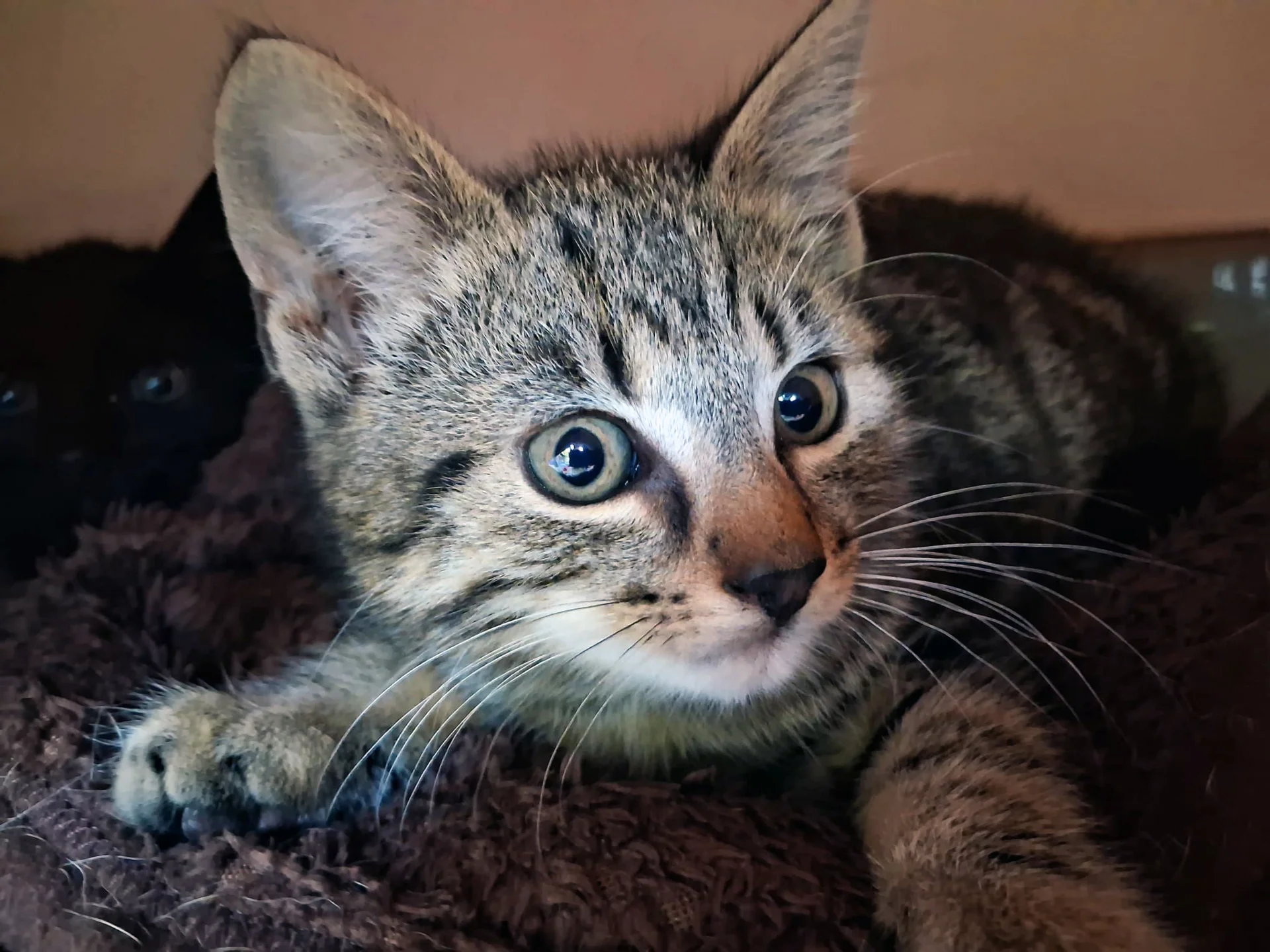 Loki